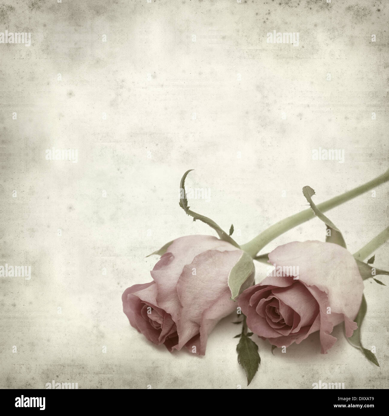 Rusty Paper Roses Backround textured old paper background with pink rose flower Stock Photo - Alamy