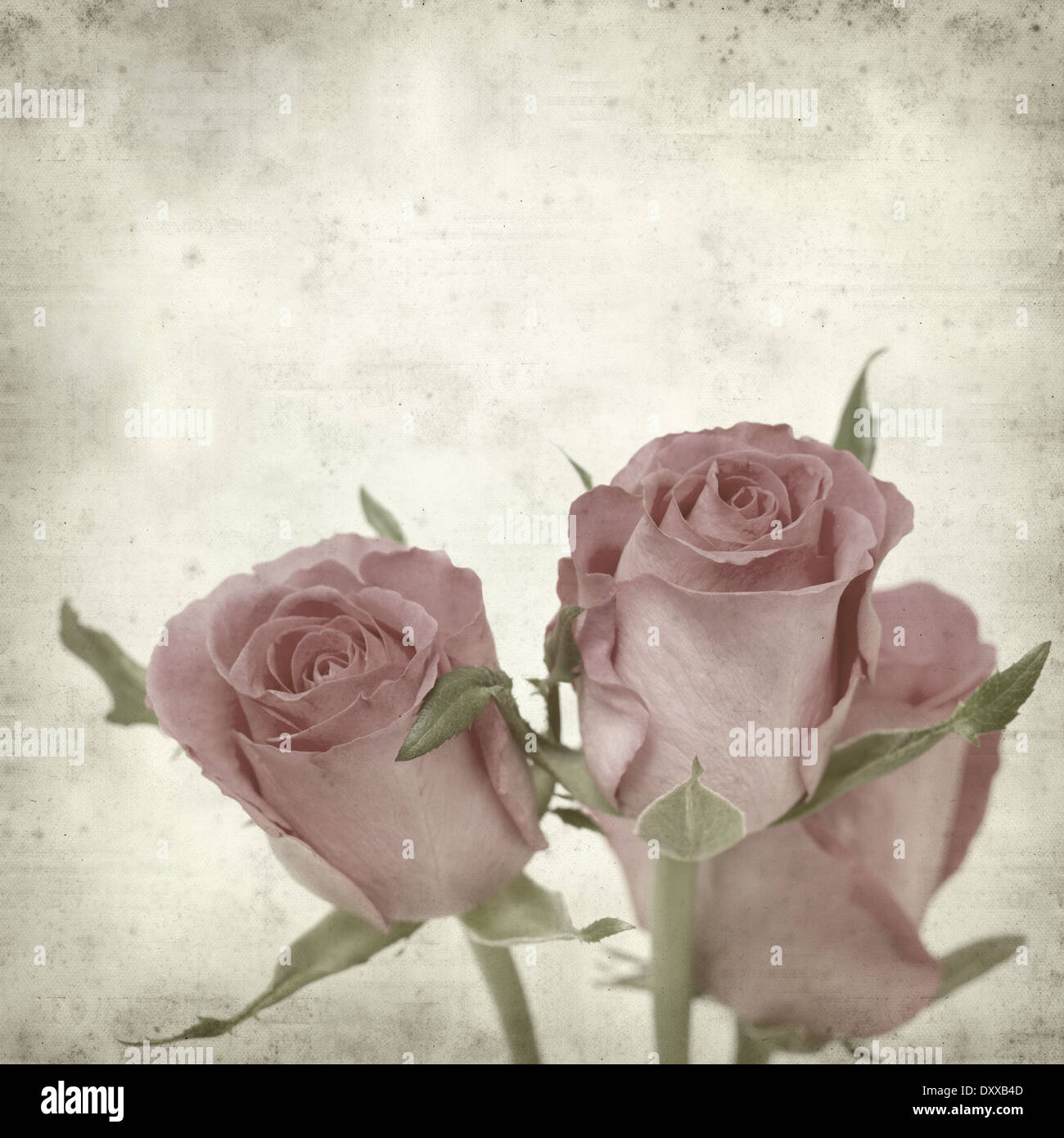 Rusty Paper Roses Backround textured old paper background with pink rose flower Stock Photo - Alamy