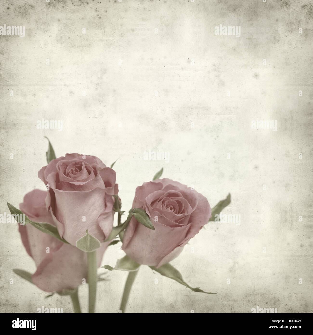 Rusty Paper Roses Backround textured old paper background with pink rose flower Stock Photo - Alamy