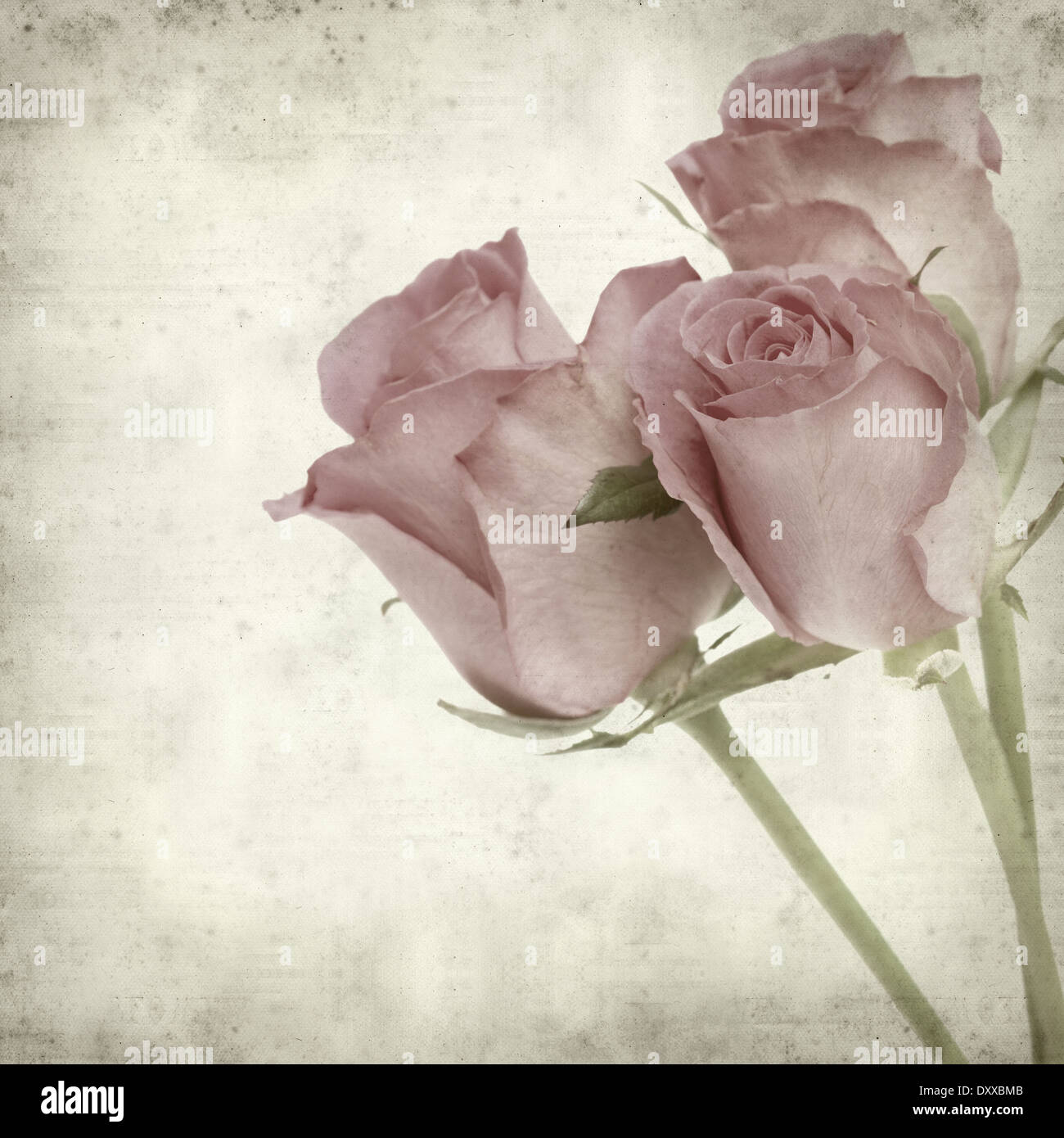 Rusty Paper Roses Backround textured old paper background with pink rose flower Stock Photo - Alamy