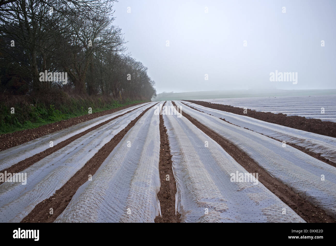 Early potatoes under plastic in a field in Cornwall Stock Photo