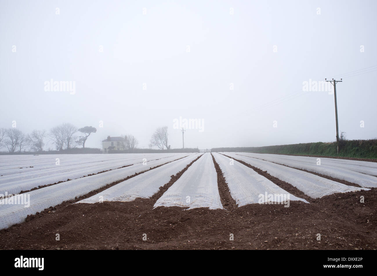 Early potatoes under plastic in a field in Cornwall Stock Photo Alamy