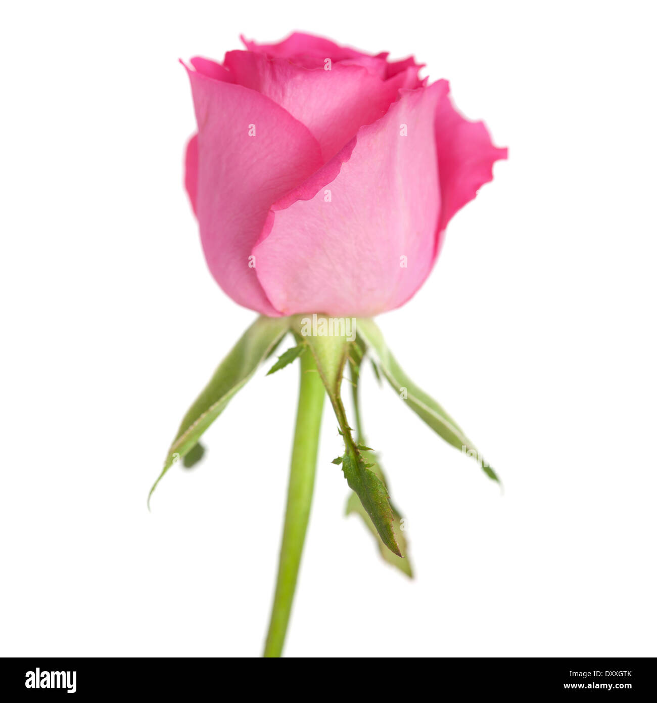 pink rose isolated on white background Stock Photo - Alamy