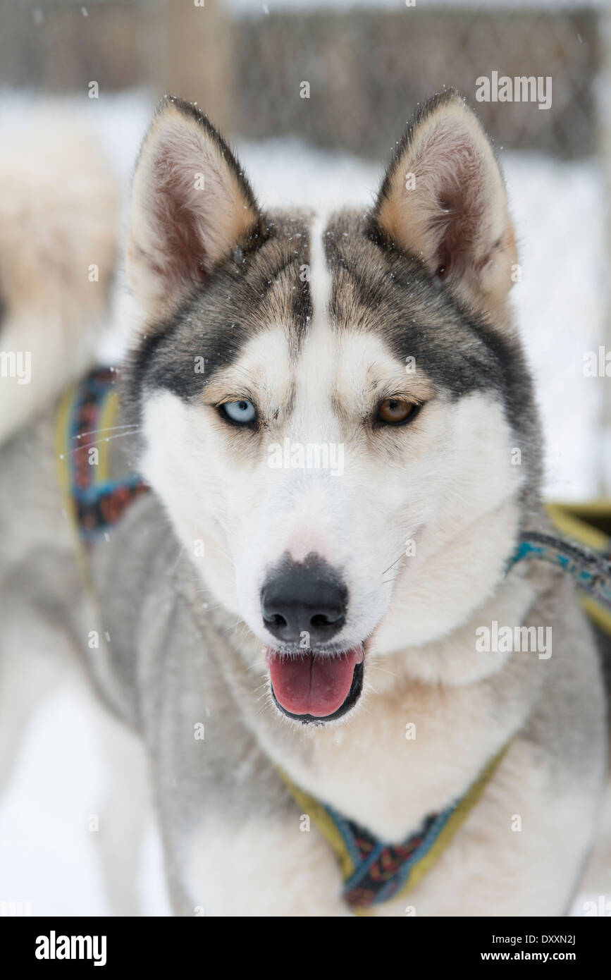 Husky With Brown And Blue Eyes High Resolution Stock Photography And Images Alamy