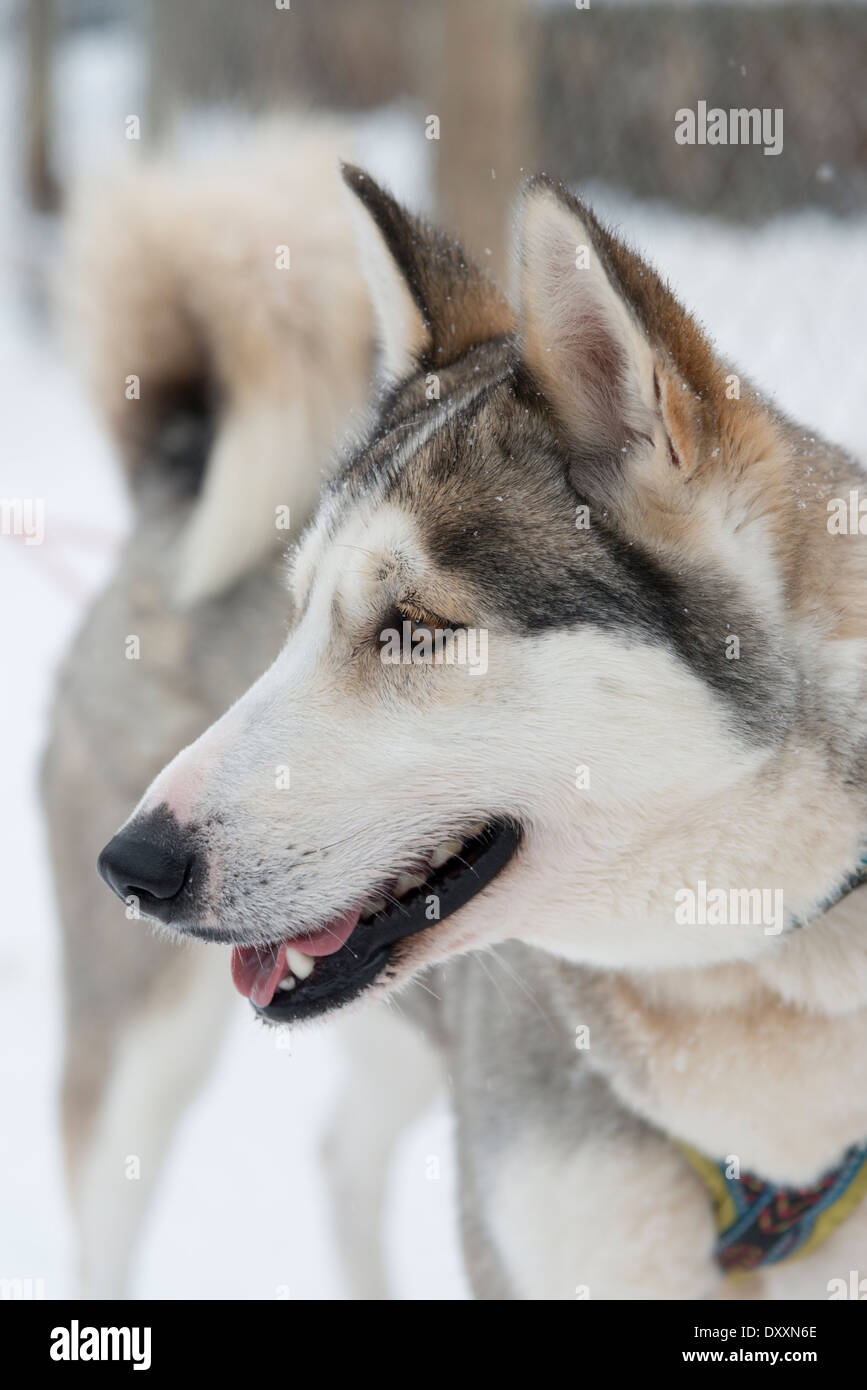 A husky dog in the snow in Lapland Finland, looking cute Stock Photo ...