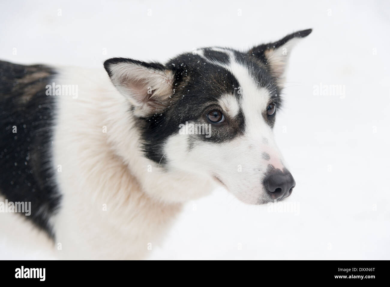 A husky dog in the snow in Lapland Finland, looking cute Stock Photo ...