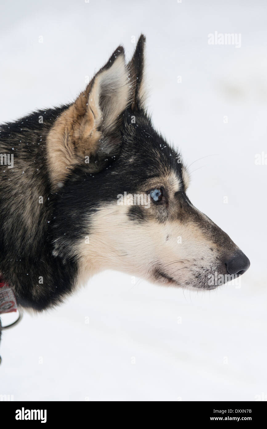 A husky dog, head only, side profile, in the snow in Lapland Finland Stock Photo