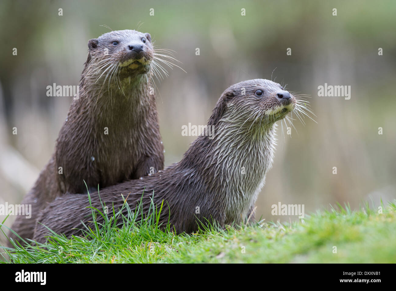 European otters (Lutra lutra) Stock Photo