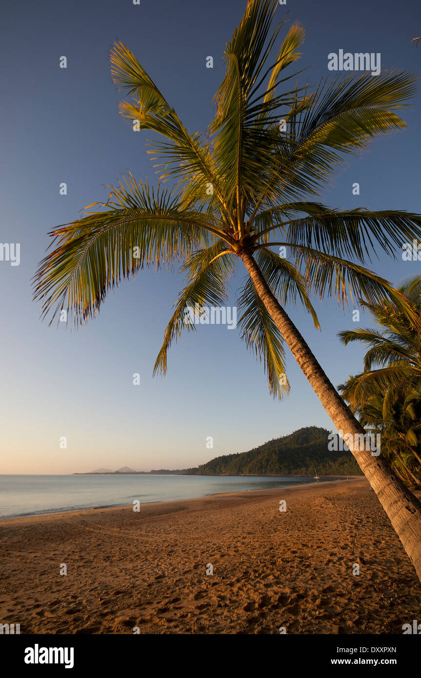 Palm tree at sunrise on the beach Stock Photo - Alamy