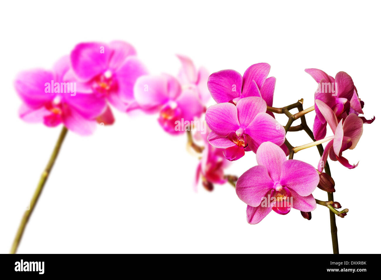 two pink orchids isolated on white background Stock Photo - Alamy