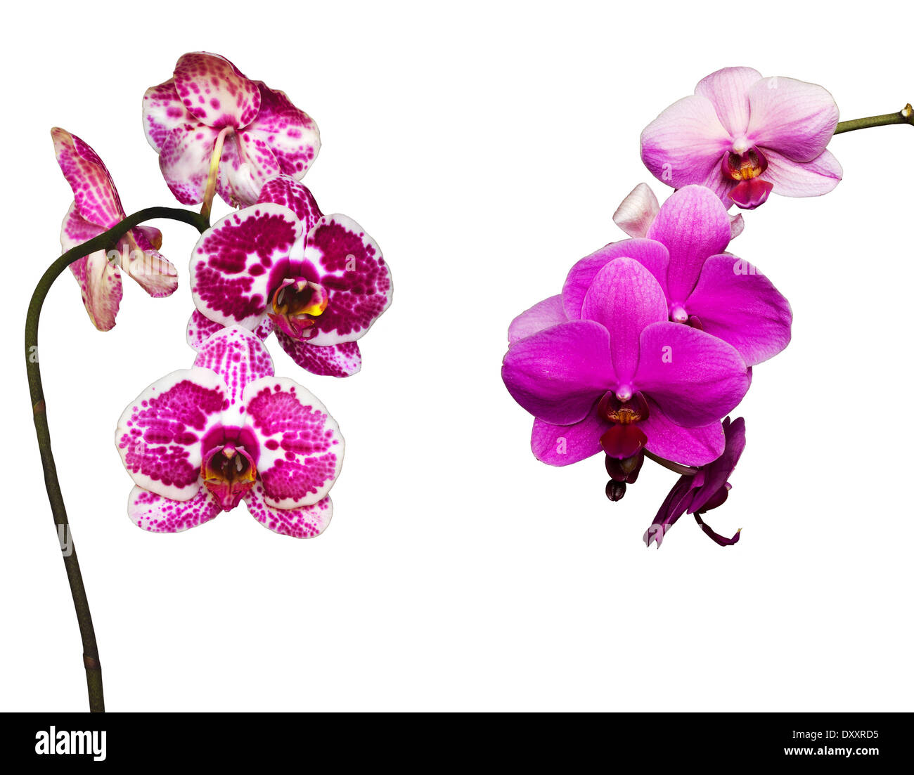 two pink and tiger orchids isolated on white background Stock Photo - Alamy