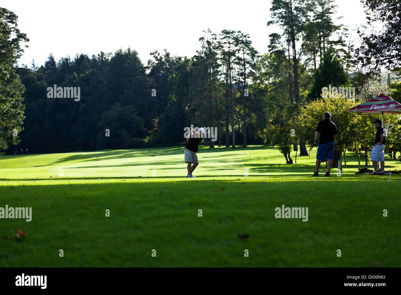 Playing golf under tree hi-res stock photography and images - Alamy