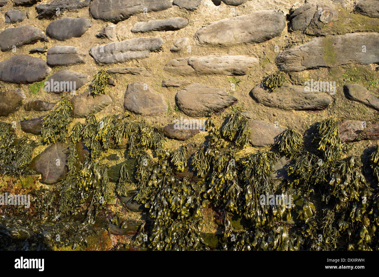 stone wall and sea weed Stock Photo
