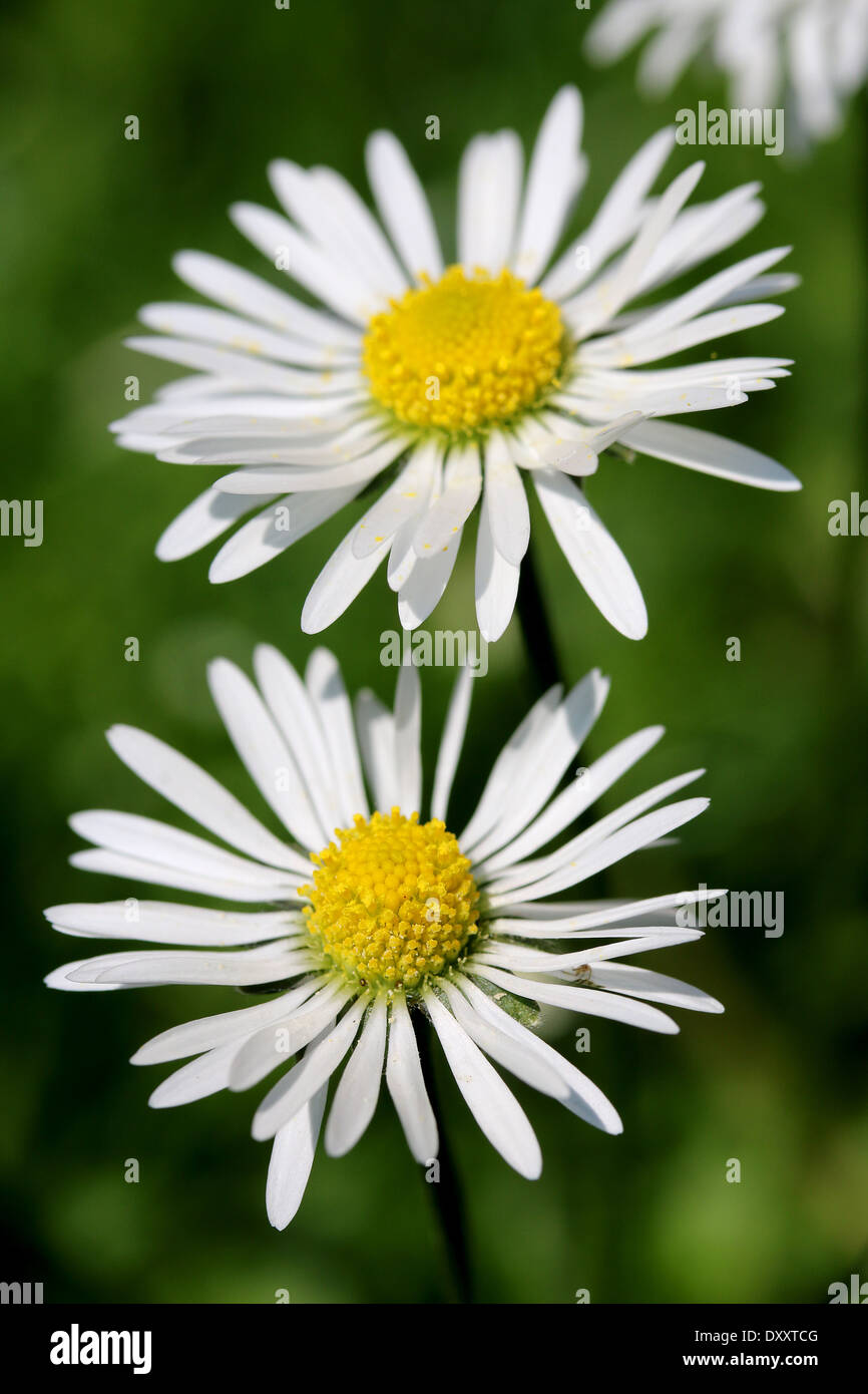 Close up shot of white daisy flower, like some nice flower background. Stock Photo