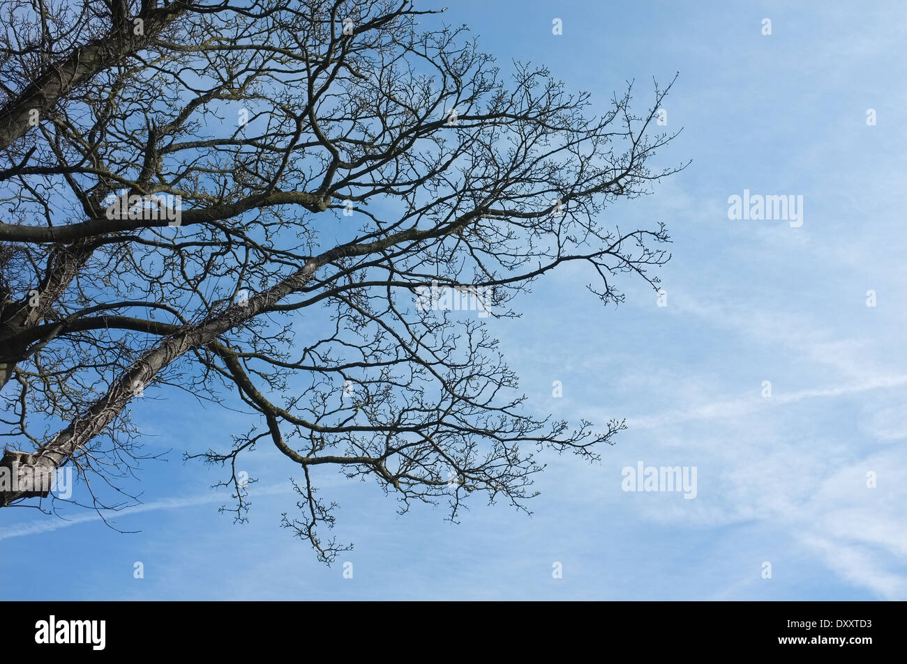 Tree branches silhouetted against the sky Stock Photo - Alamy