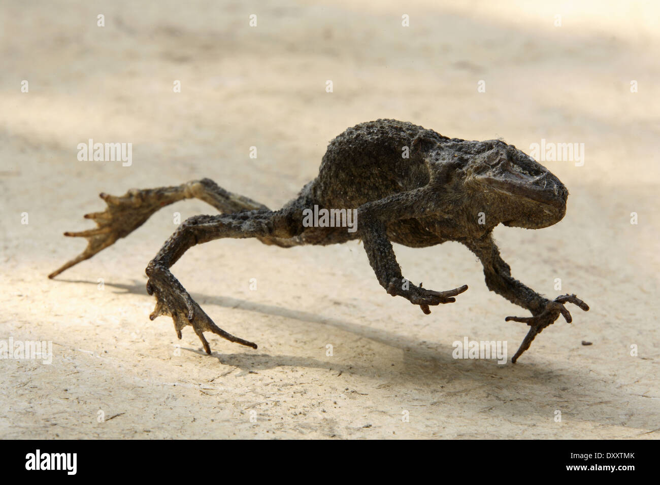 DEU, Germany, mummified frog.  DEU, Deutschland, mumifizierter Frosch. Stock Photo