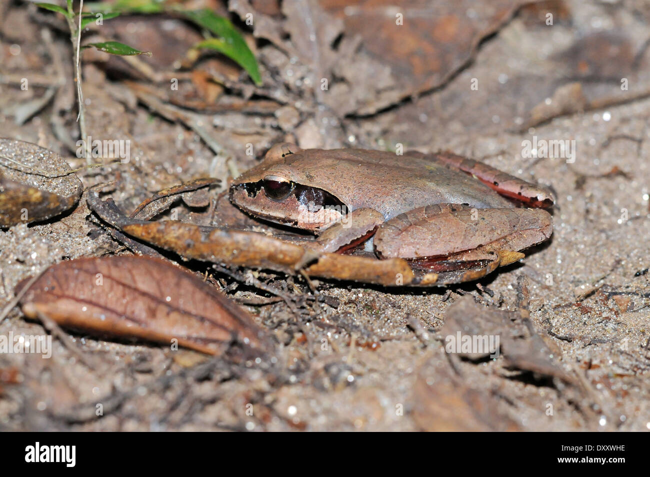 Madagascar jumping frog (Aglyptodactylus madagascariensis). The English name is shared with several similar species. Stock Photo