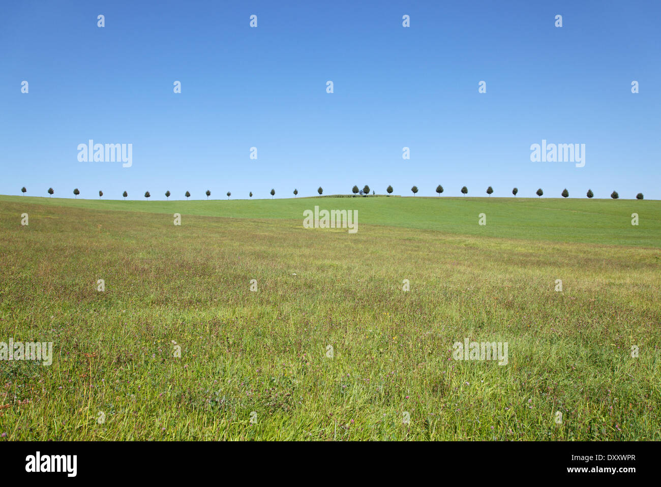 Germany, Baden-Württemberg, near woods book, trees, Deutschland, Baden-Württemberg, nahe Waldenbuch, Bäume Stock Photo