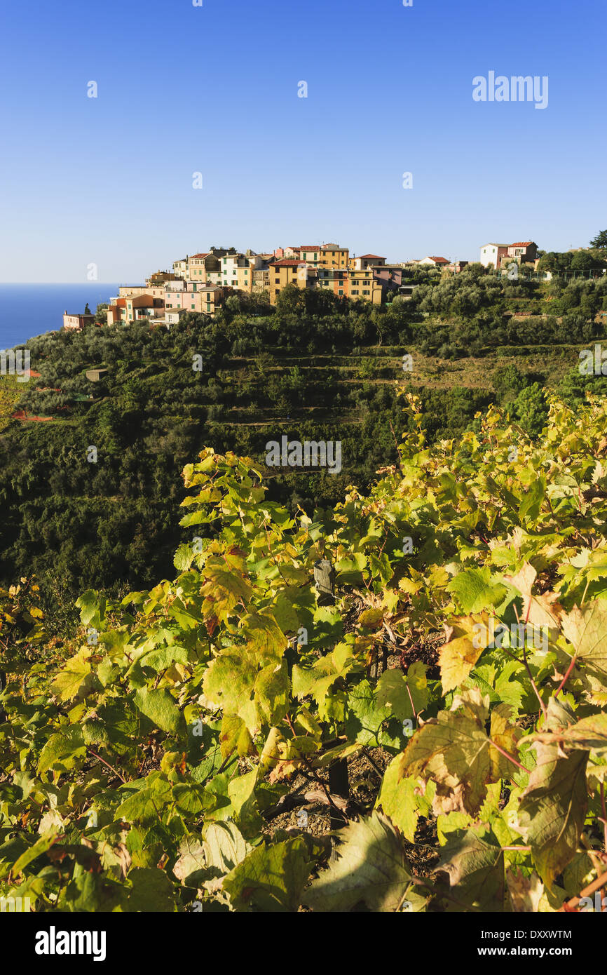 Vineyards and village of Volastra, Cinque Terre; Volastra, Liguria, Italy Stock Photo