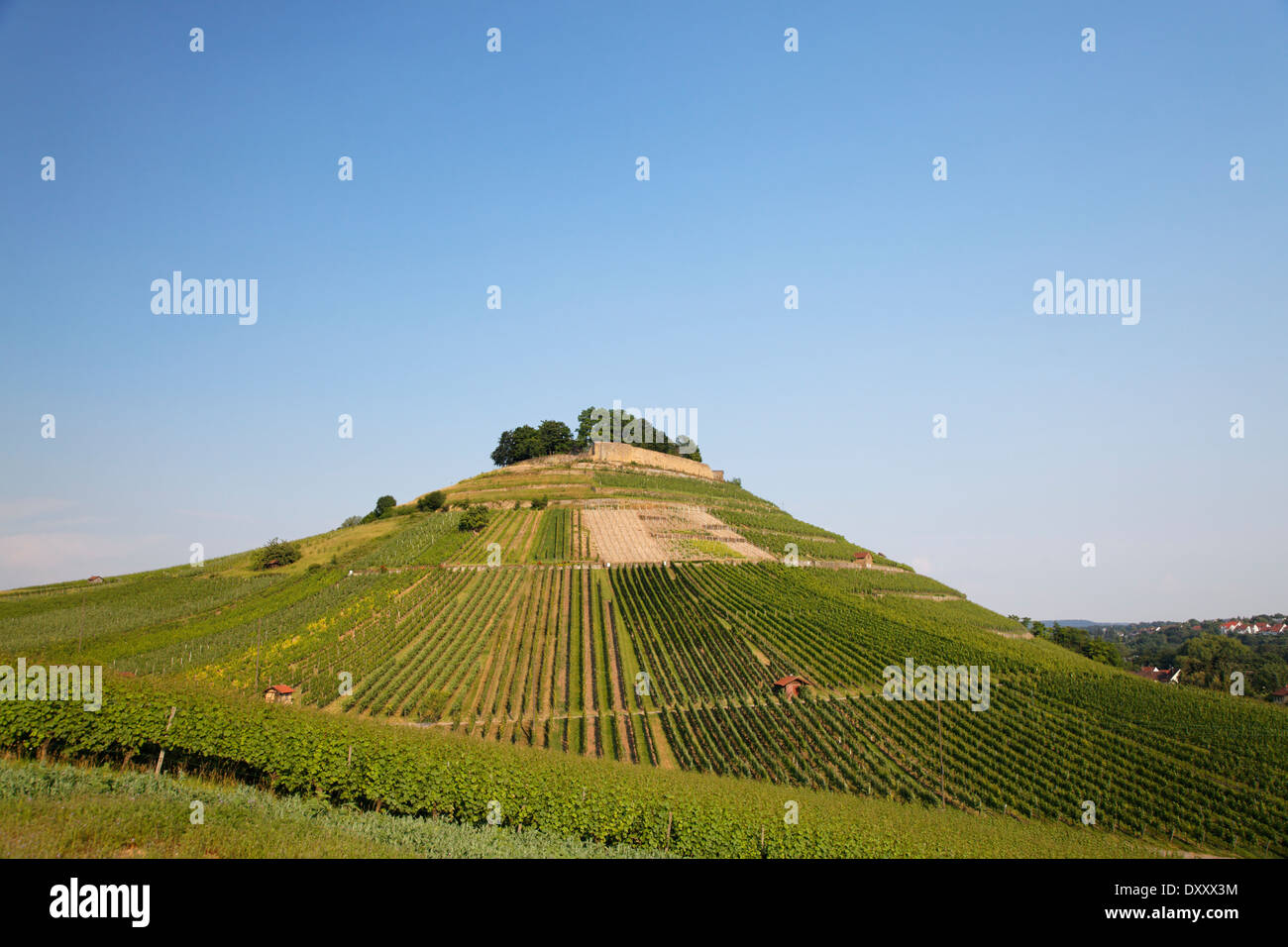 Germany, vineyard, castle ruins 'Weibertreu', Deutschland, Baden-Württemberg, Weinsberg, Burgruine 'Weibertreu' Stock Photo
