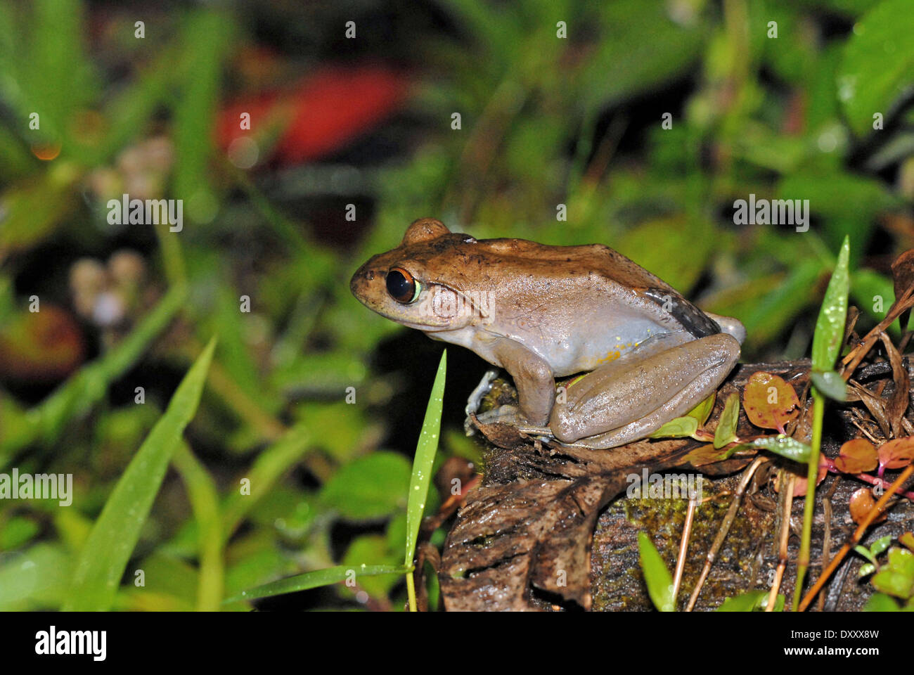 Madagascan tree frog (Boophis madagascariensis). The species is sometimes known as the Madagascan dagger frog. Stock Photo