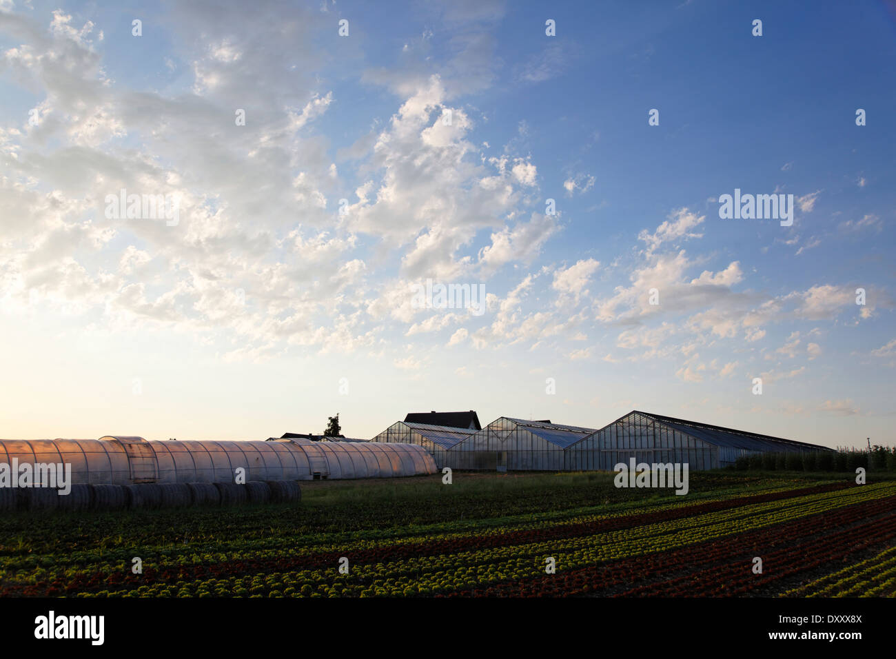 Germany, Lake Constance, Reichenau Iceland, greenhouses, sunset, sky, Deutschland, Bodensee, Reichenau Island, Stock Photo