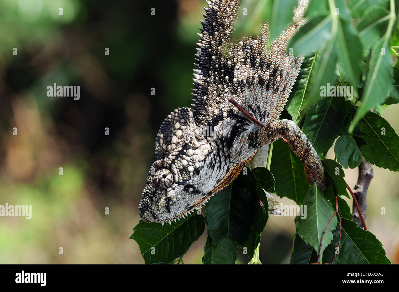 Oustalet's Chamaeleon (Furcifer oustaleti) at the Anja community reserve, Madagascar. Stock Photo