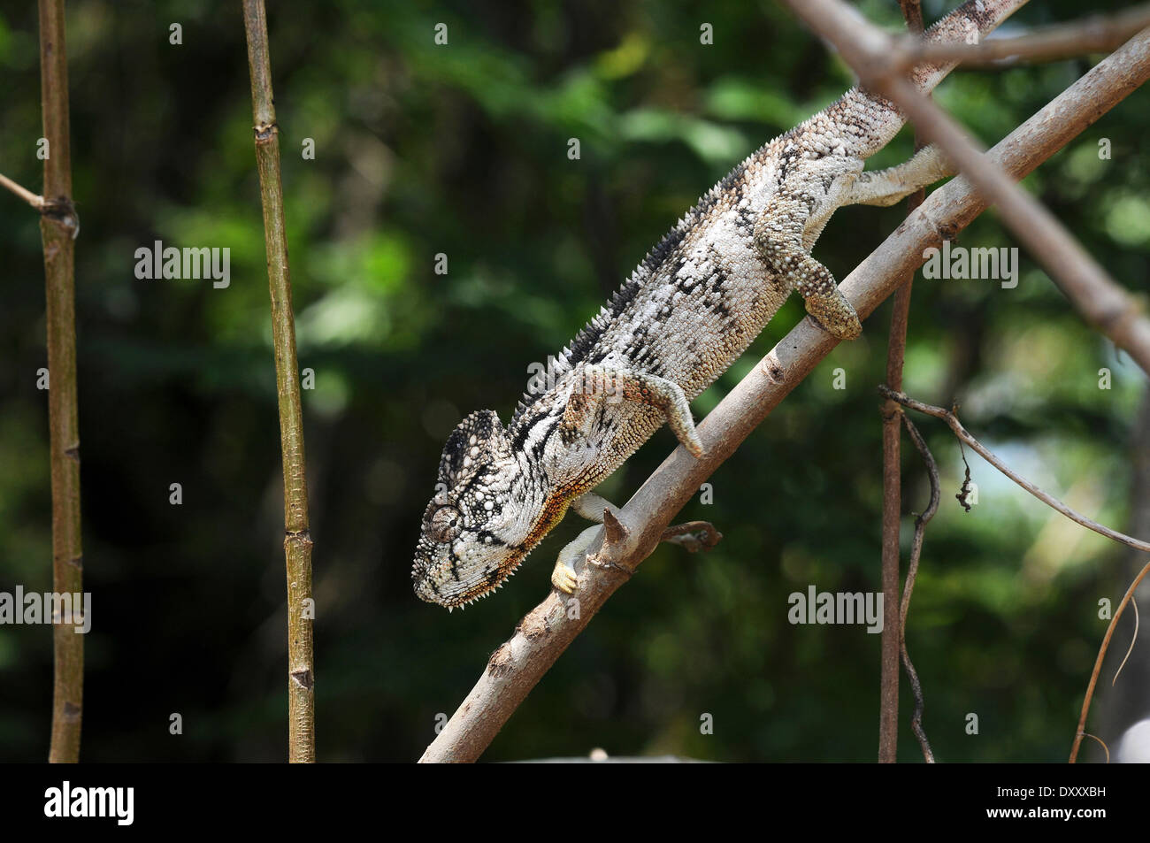 Oustalet's Chamaeleon (Furcifer oustaleti) at the Anja community reserve, Madagascar. Stock Photo