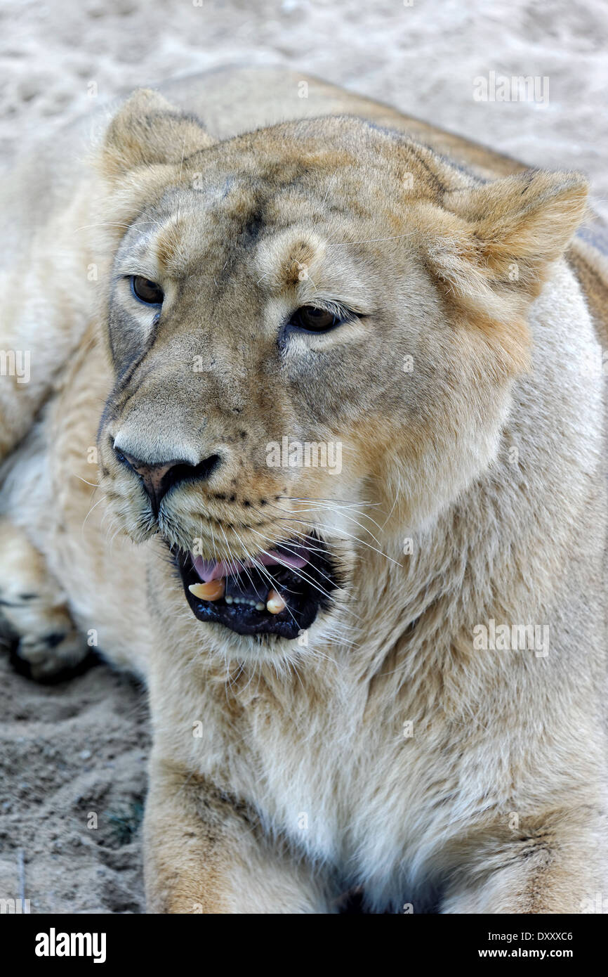 Asiatic lion (Panthera leo persica), also known as the Indian lion, is a lion subspecies that exists as a single population. Stock Photo