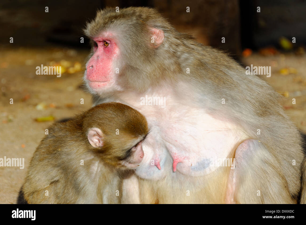 Japanese macaque (Macaca fuscata), is a terrestrial Old World monkey species native to Japan. Stock Photo