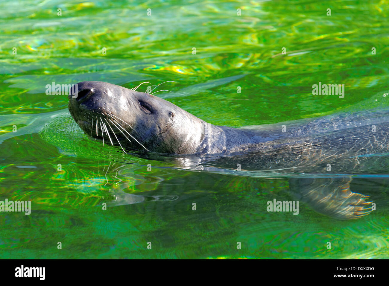 The Grey Seal Halichoerus Grypus Meaning Hooked Nosed Sea Pig Is Found On Both Shores Of The North Atlantic Ocean Stock Photo Alamy The Grey Seal Halichoerus Grypus Meaning Hooked Nosed Sea Pig Is Found On Both Shores Of The North Atlantic Ocean Stock Photo Alamy