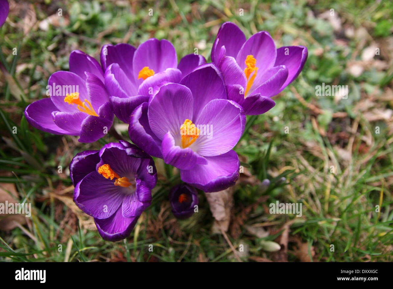 Purple Crocus blossoms. Stock Photo