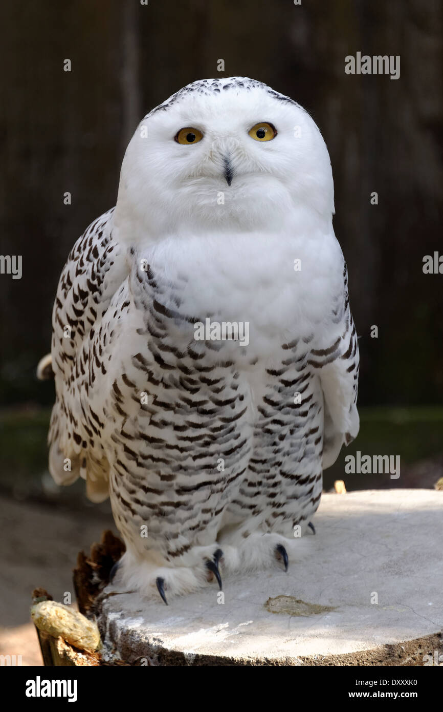 Snowy Owl (Bubo scandiacus) is a large owl of the typical owl family Strigidae. Stock Photo
