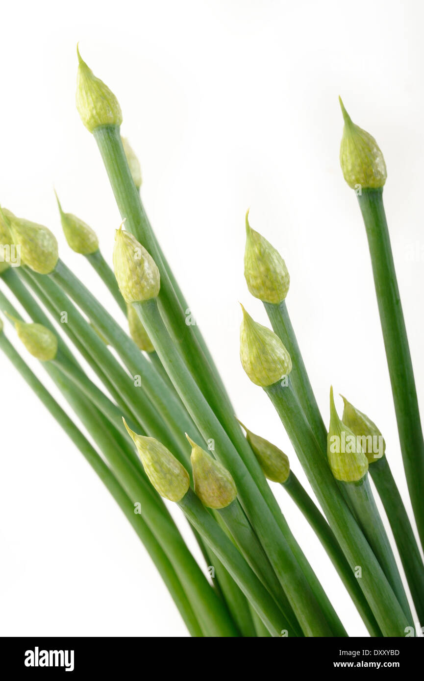 Onion flowers hi-res stock photography and images - Alamy