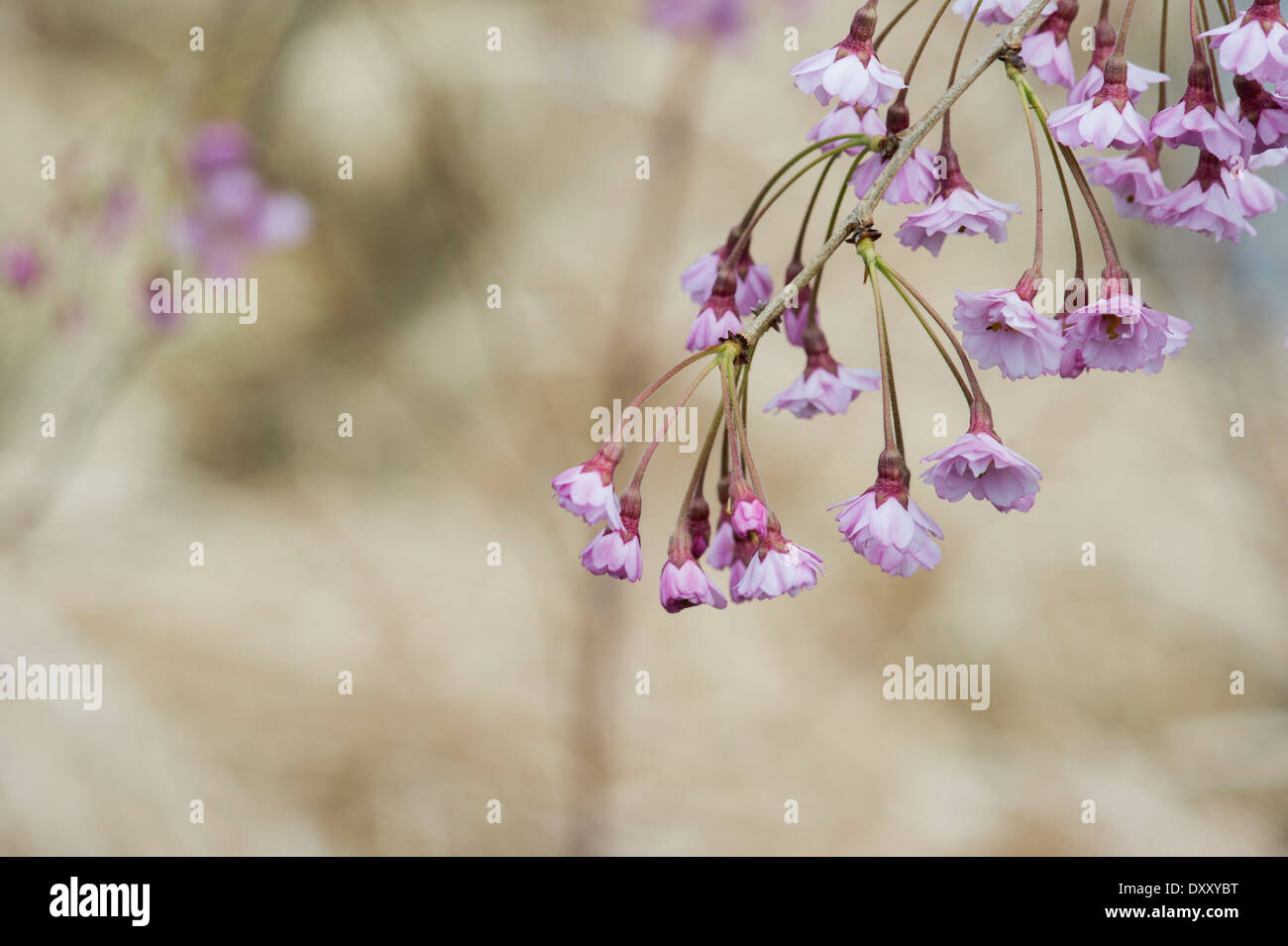 Prunus Subhirtella Pendula Plena Rosea. Weeping cherry blossom Stock Photo