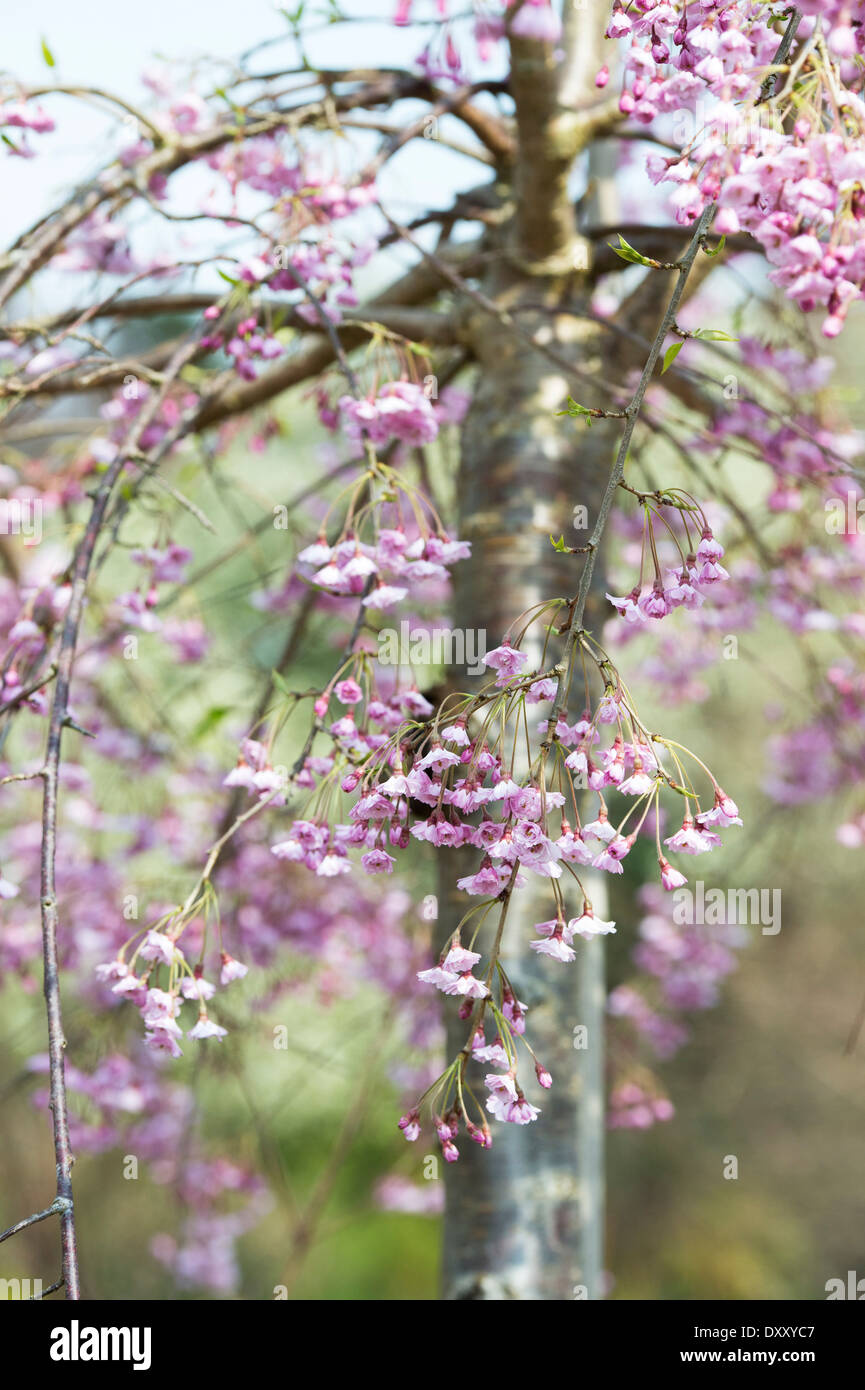 Prunus Subhirtella Pendula Plena Rosea. Weeping cherry tree blossom Stock Photo