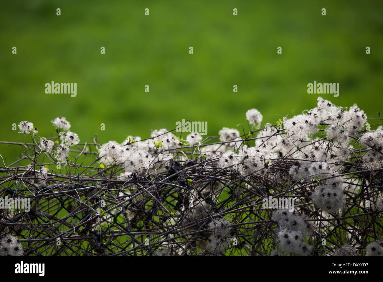 Tiny white flowers in cluster hi-res stock photography and images - Alamy