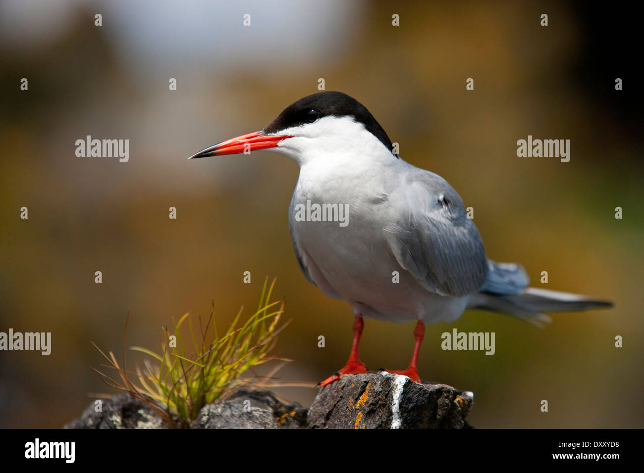 Common Tern, Sterna hirundo, Pico Island, Azores, Portugal Stock Photo