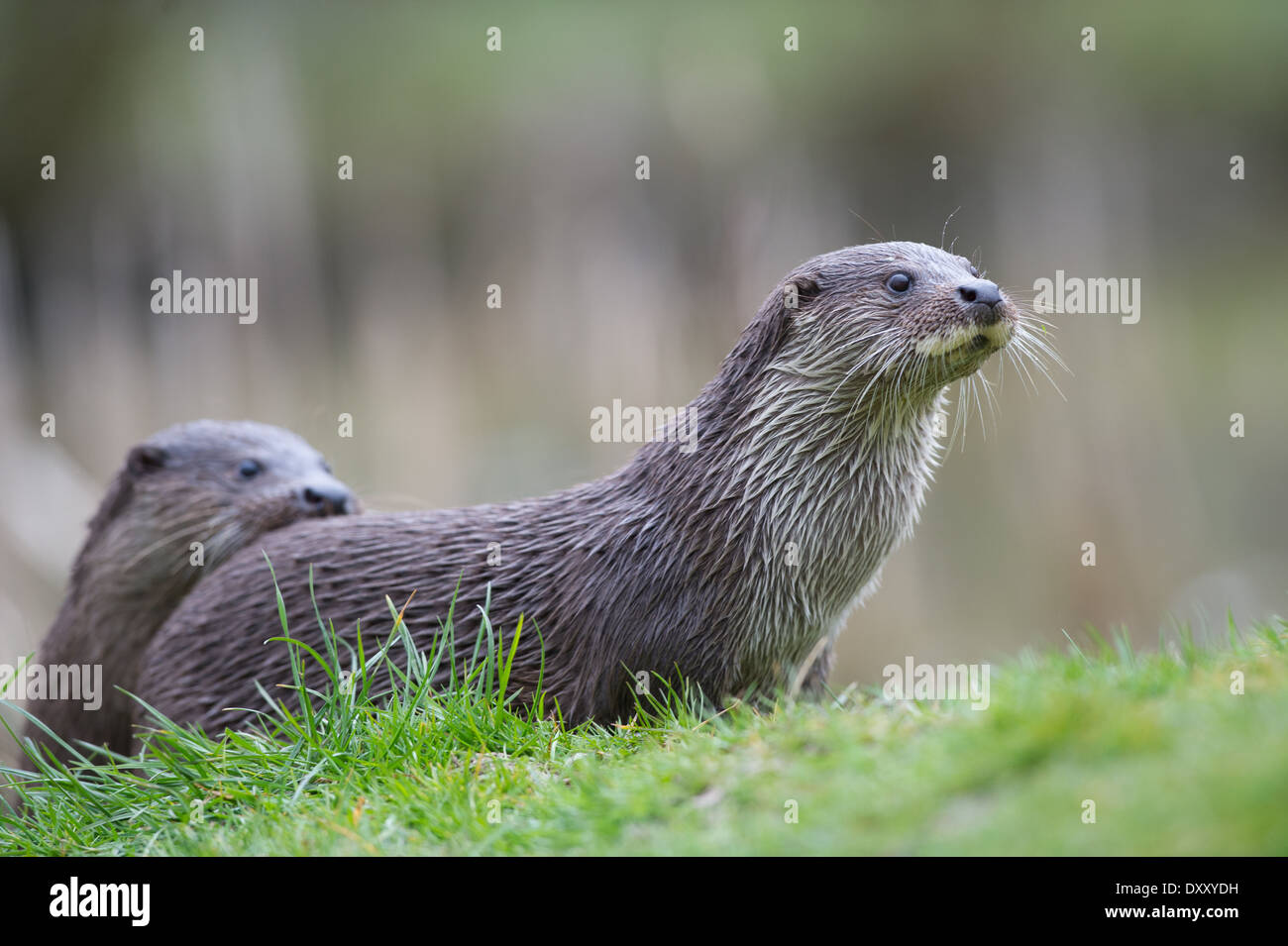 European otters (Lutra lutra) Stock Photo