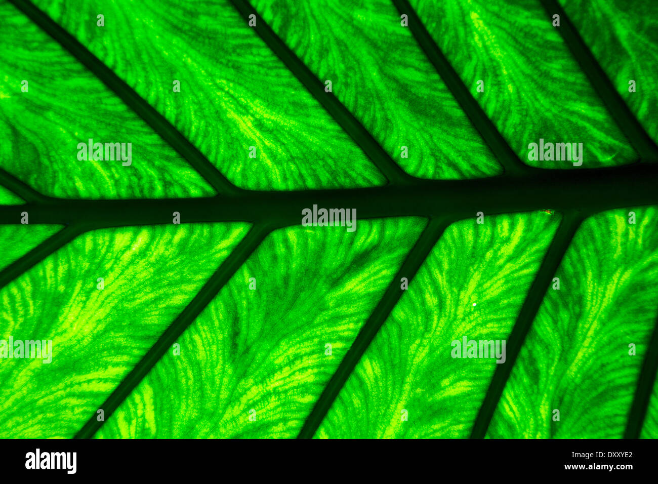 abstract leaf and his veins background macro close up of a green black ...