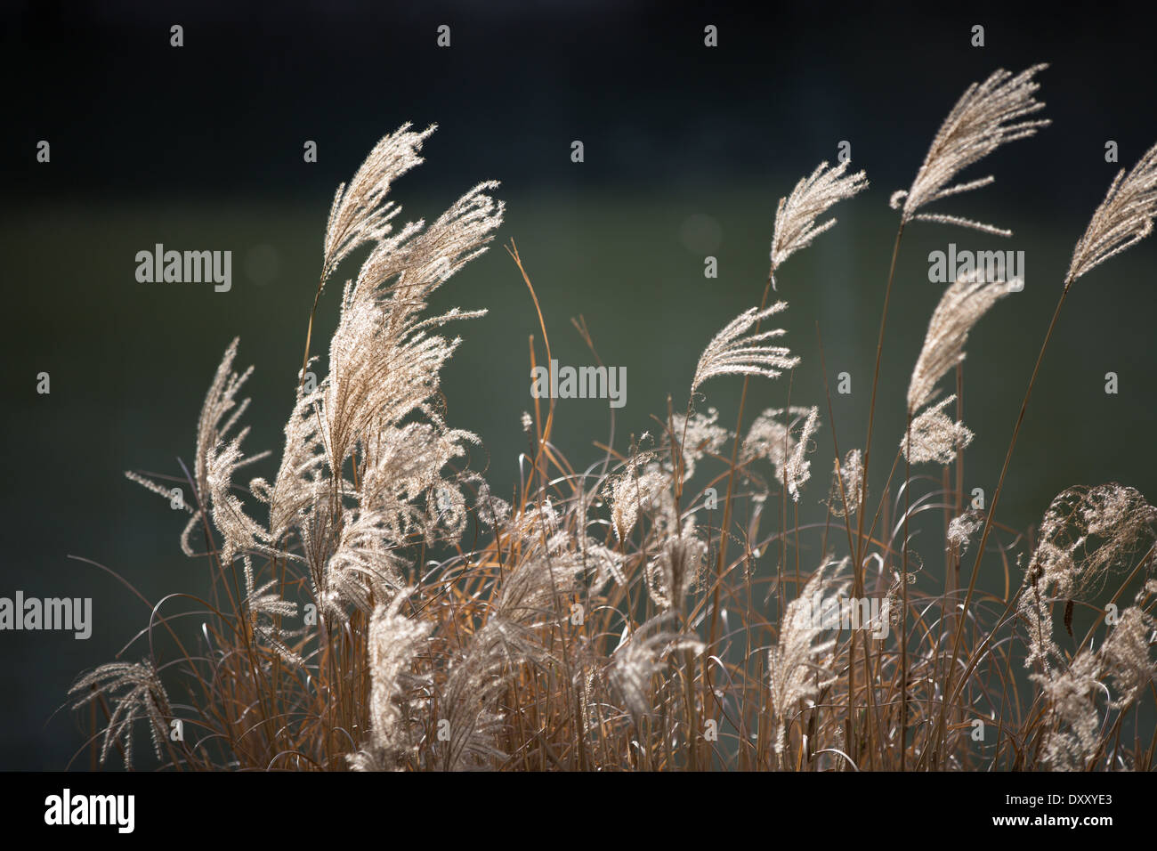 Autumn, Flower, Abstract, Field, Nature, Grass, Backgrounds, Sunlight, Spring, Summer, Morning, Defocused, Macro, Motion, Stock Photo