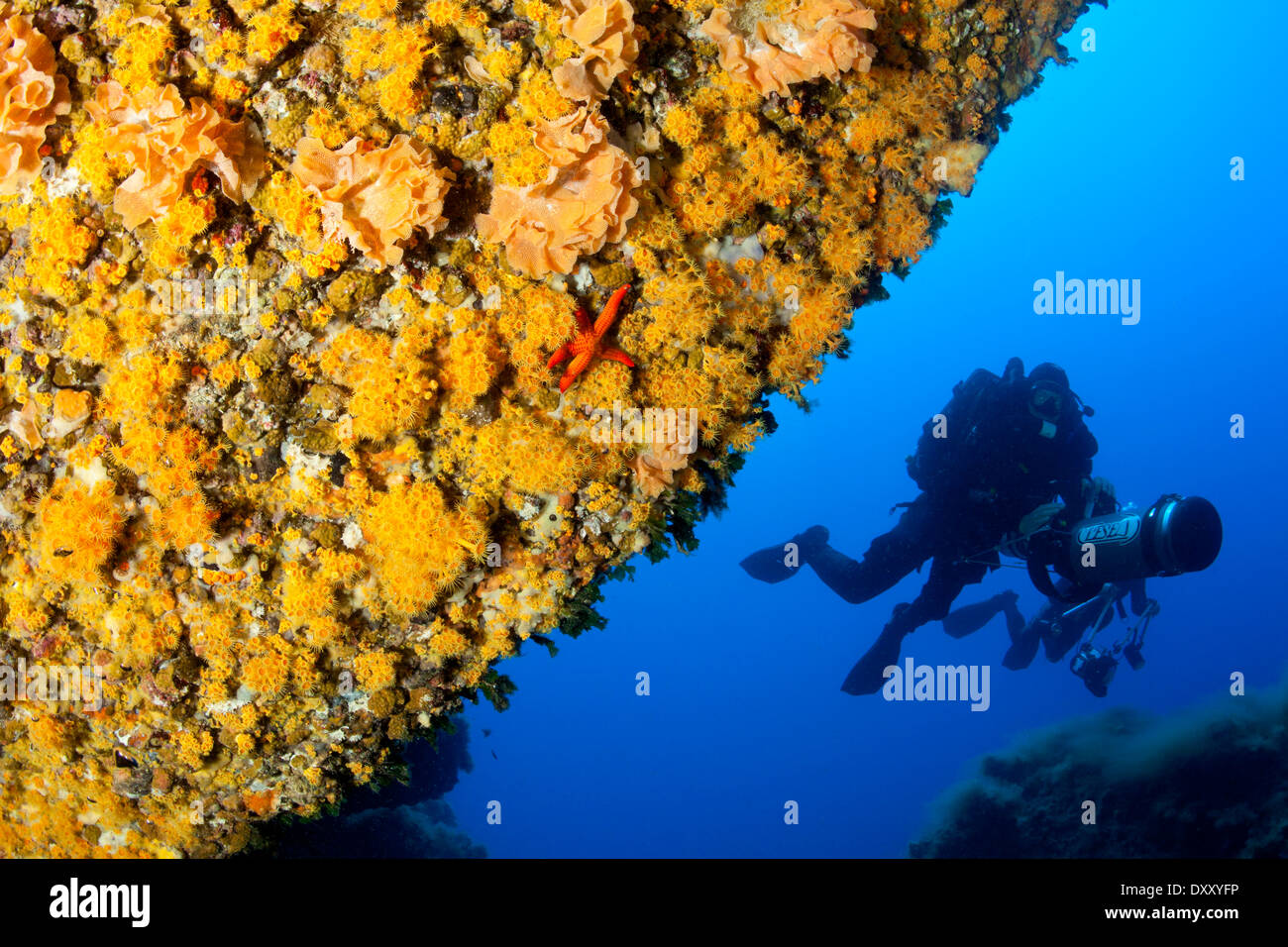 Neptune Bryozoan and Cluster Anemone, Reteporella sp., Parazoanthus axinellae, Ponza Ilsland, Mediterranean Sea, Italy Stock Photo