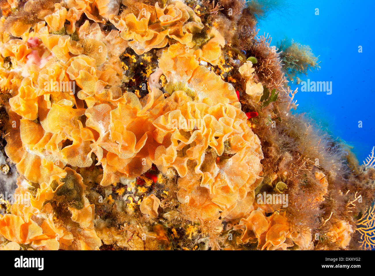 Neptune Bryozoan, Reteporella couchii, Ponza Ilsland, Mediterranean Sea, Italy Stock Photo