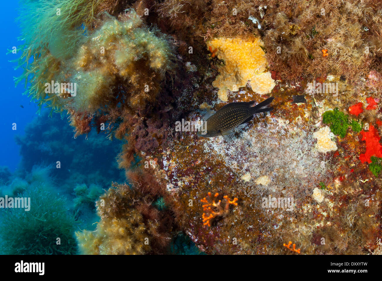 Mediterranean Damselfish breeding, Chromis chromis, Ponza Ilsland, Mediterranean Sea, Italy Stock Photo