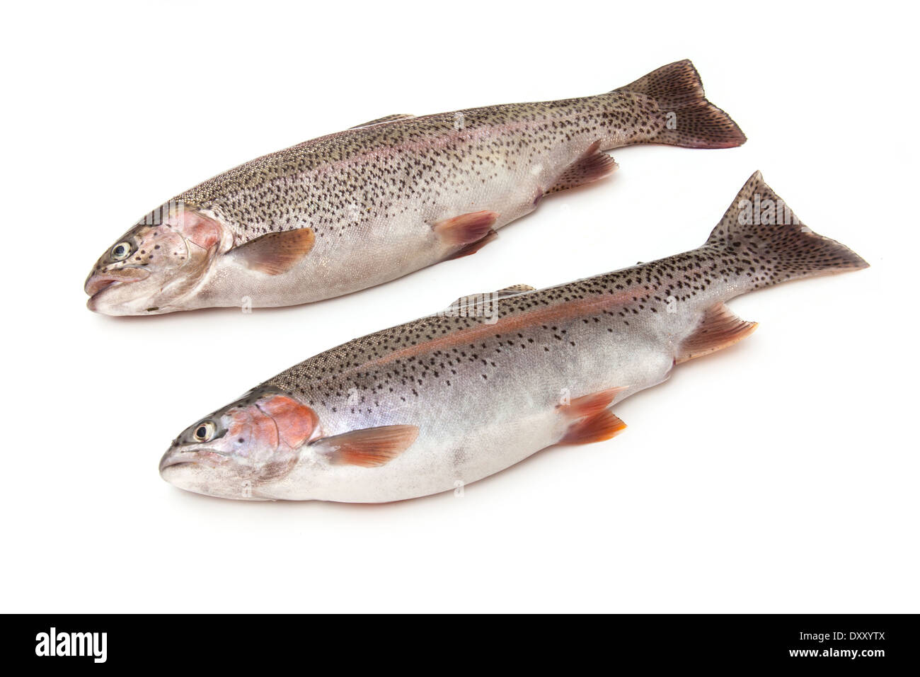 CLOSEUP RAINBOW TROUT HOOKED ON FLY LINE GEORGIA Stock Photo - Alamy