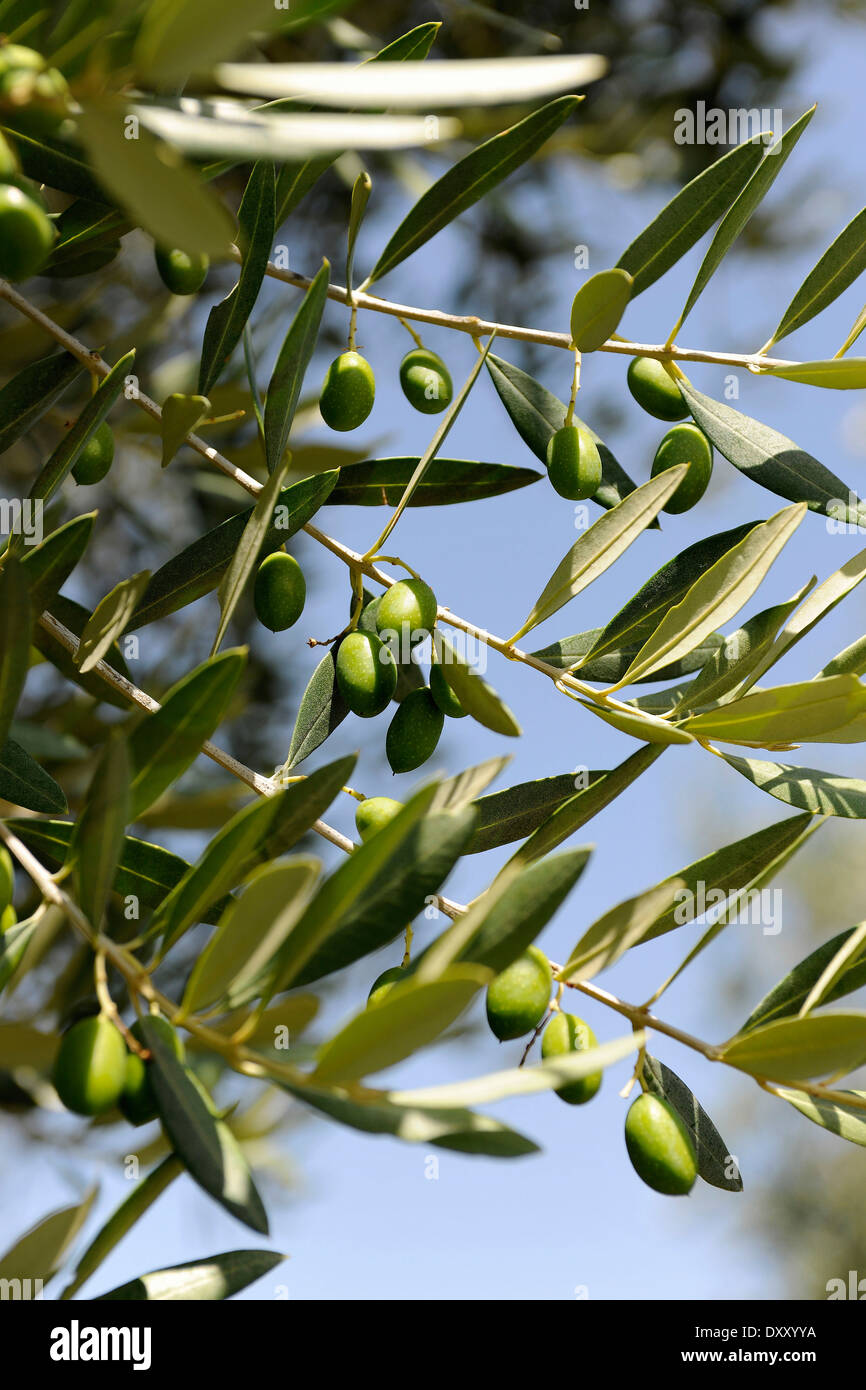 Olive branches Stock Photo