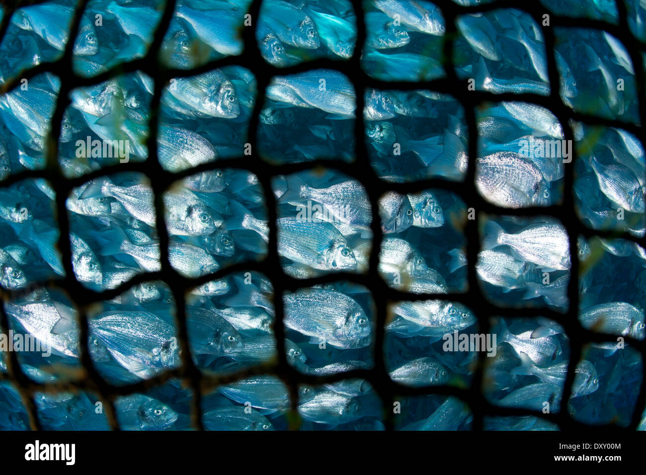 Breams in Fish Farm Cage, Parus aurata, Ponza Ilsland, Mediterranean Sea, Italy Stock Photo