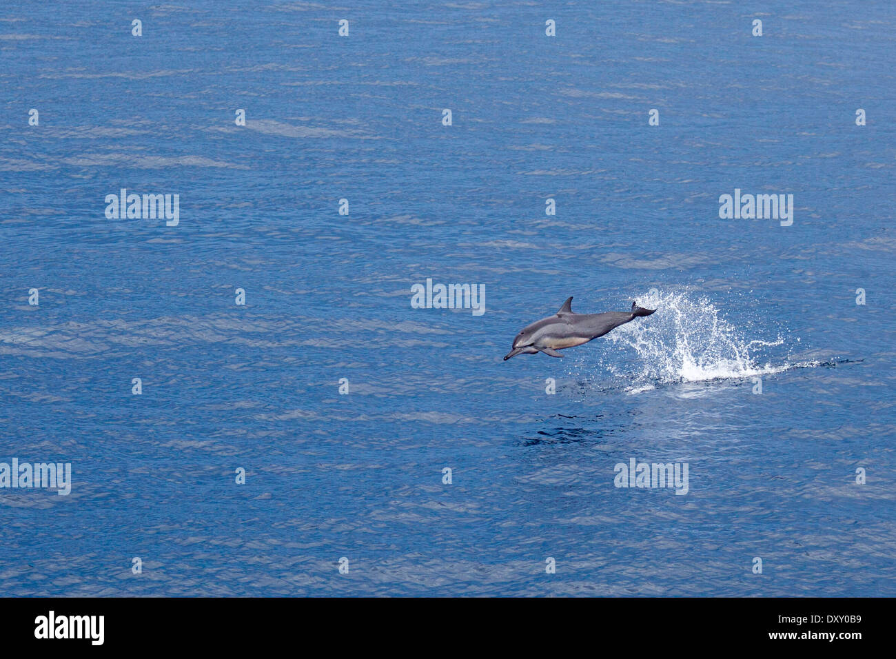 Breaching Long-beaked Common Dolphin, Delphinus capensis, Raja Ampat, West Papua, Indonesia Stock Photo