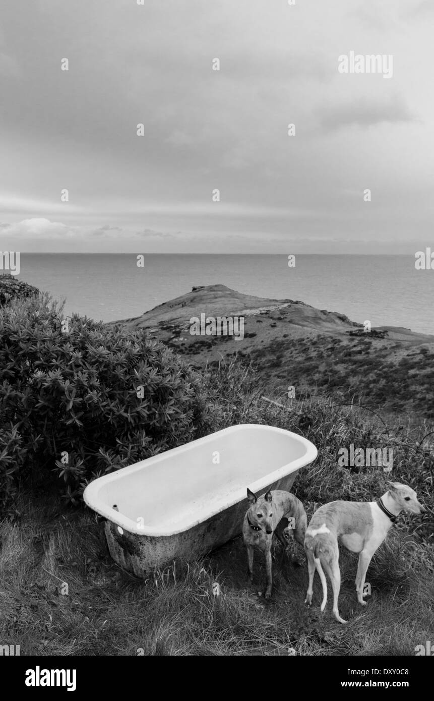 An old bathtub on the cliffs above Tintagel with two whippets Stock Photo