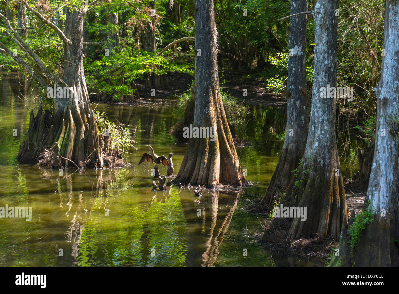 Anhinga in the Cypress Swamp Stock Photo